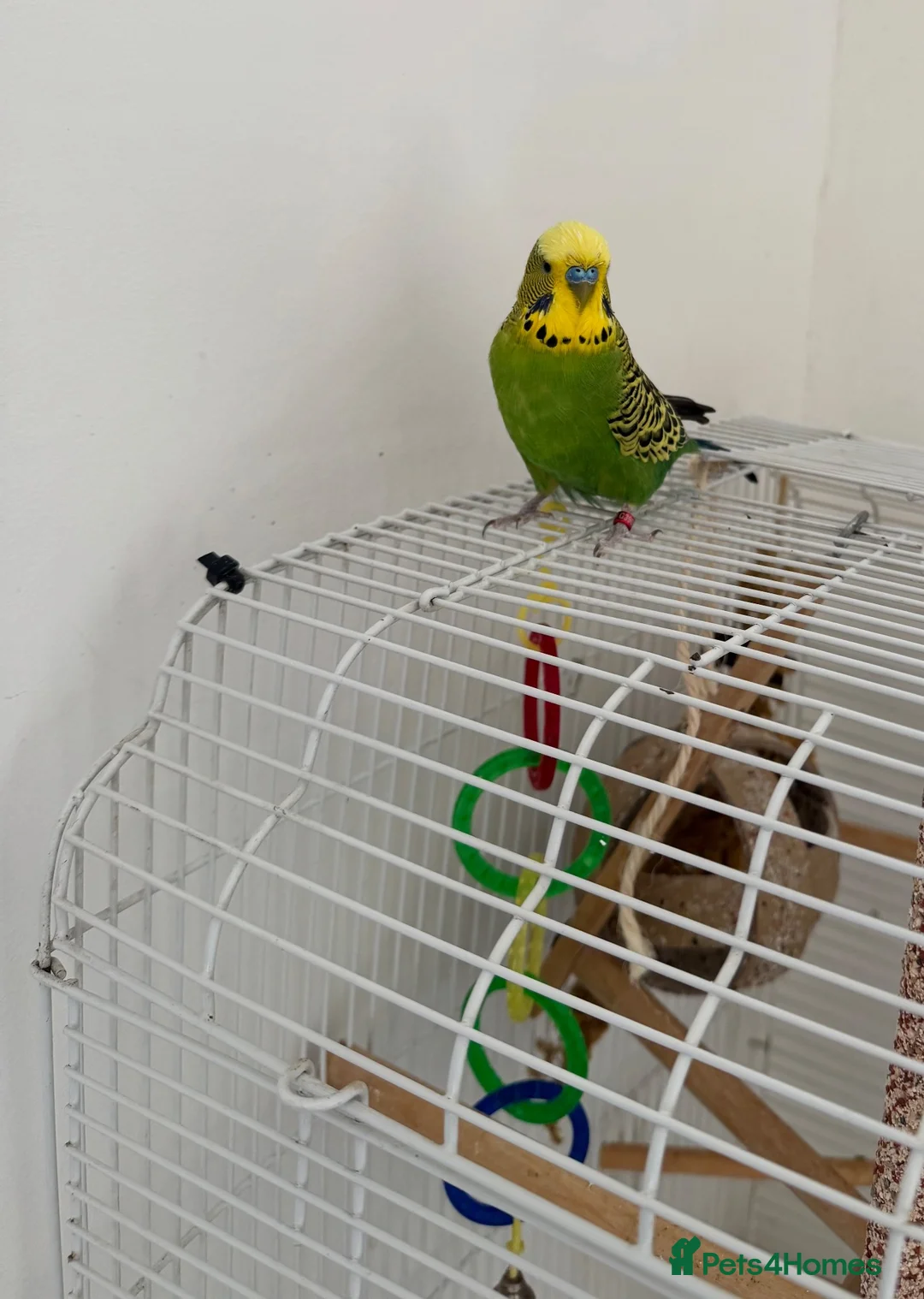 Budgerigars birds for sale: Beautiful Green & Yellow Budgerigar in Stoke-on-Trent - Advert 5