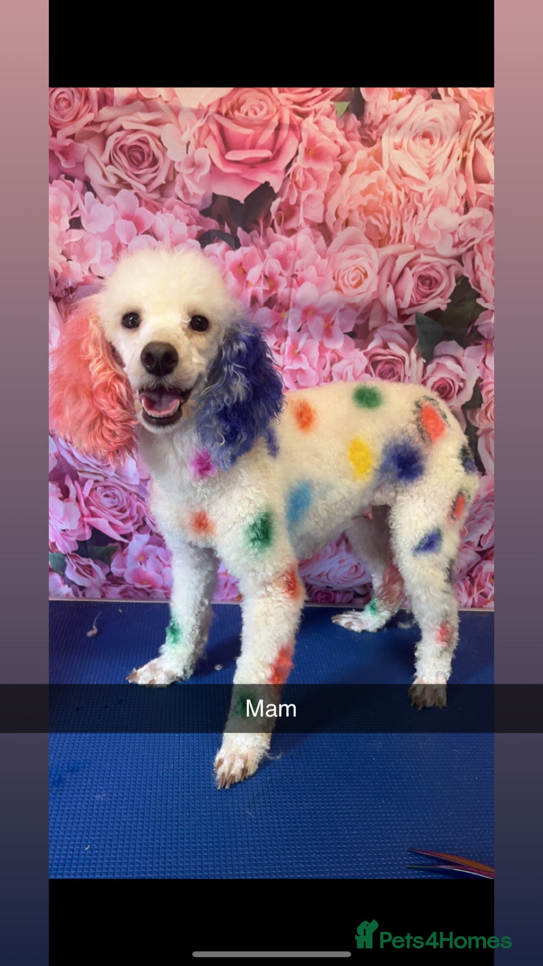 Miniature Poodle dogs for sale: Poodle puppies - Advert 16