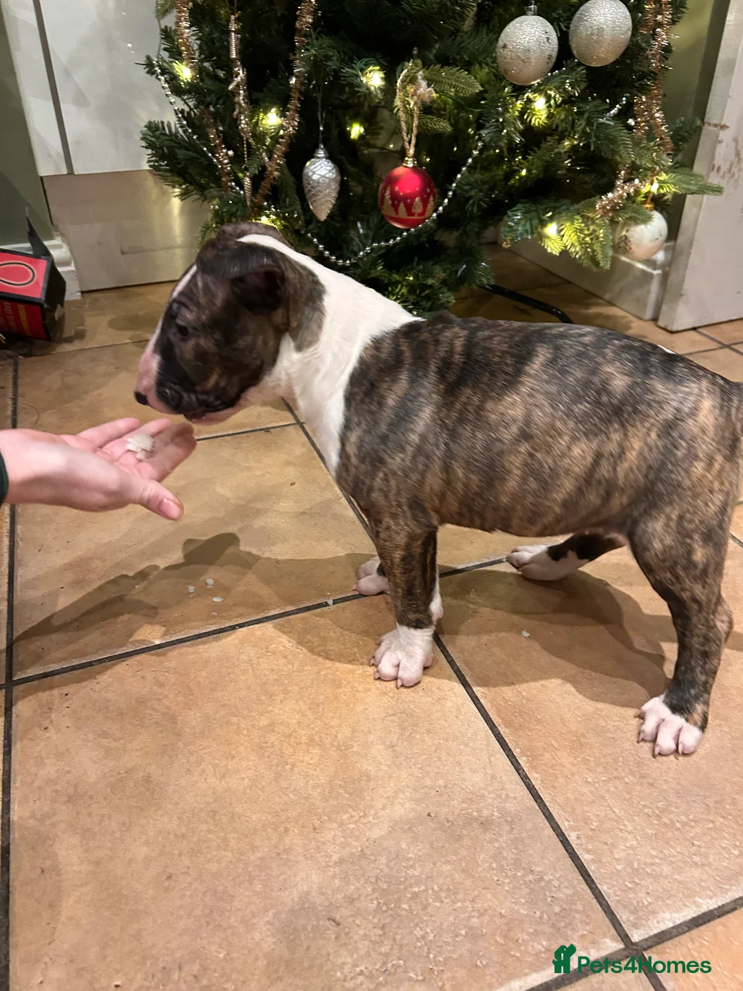 English Bull Terrier dogs for sale: Chunky english bull terrier bitch for sale - Advert 6