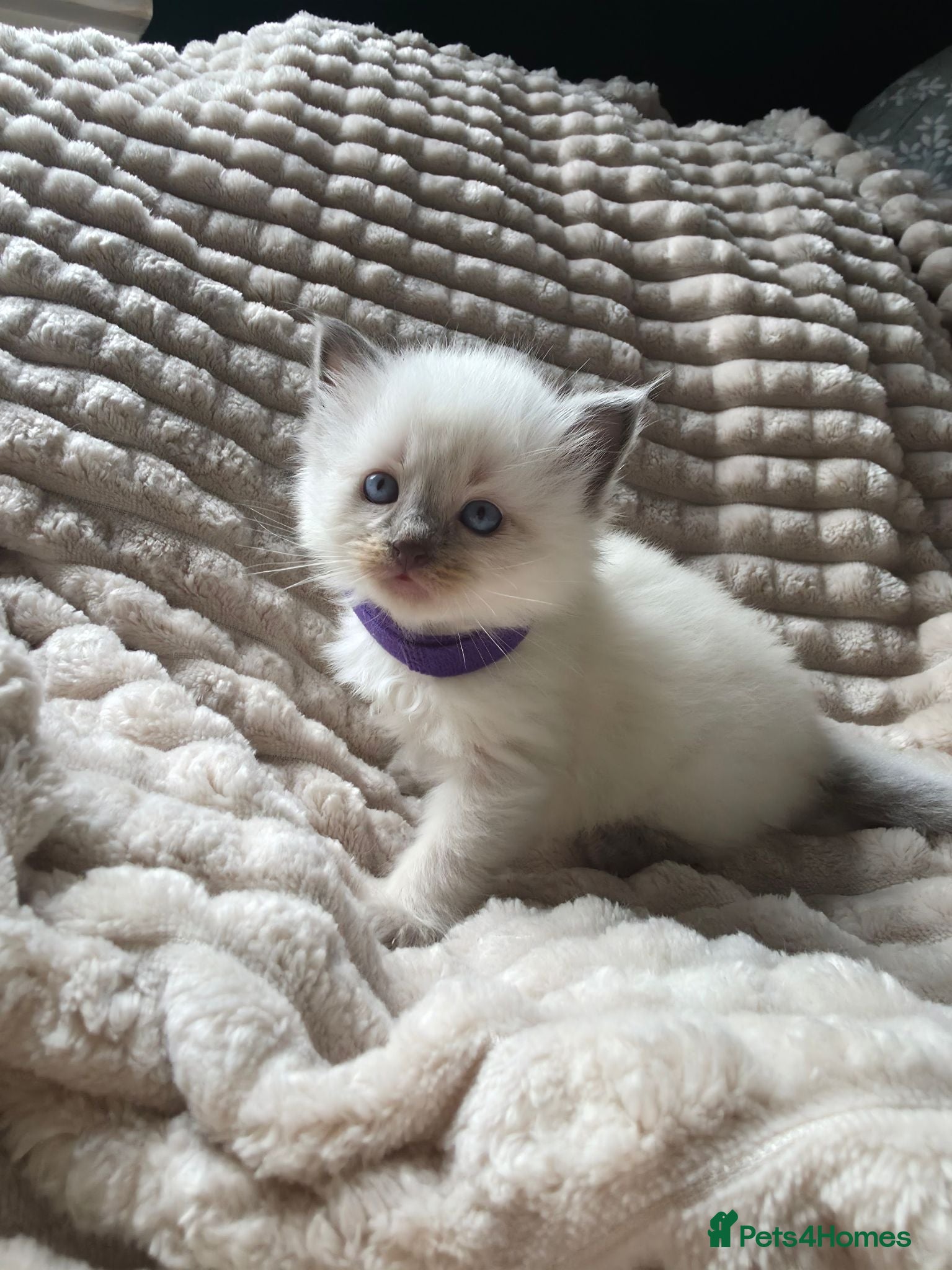 Mixed Breed cats Ragdoll x - Advert 11