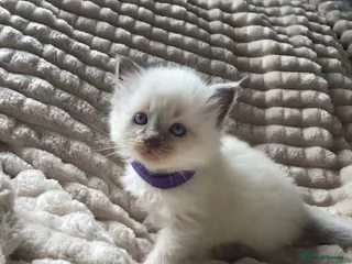 Mixed Breed cats Ragdoll x - Advert 1