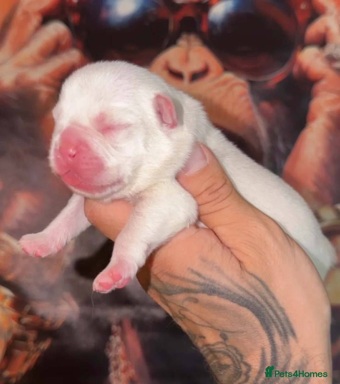 French Bulldog dogs for sale: 2 top quality FULL FLUFFY PINK French bulldogs  - Advert 4