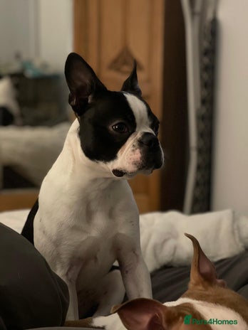 Boston Terrier dogs - Advert 1