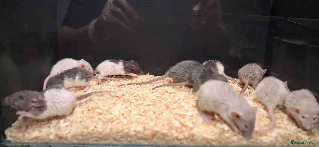 Rat rodents for sale: Baby Dumbo Rats Males and Females available - Advert 2