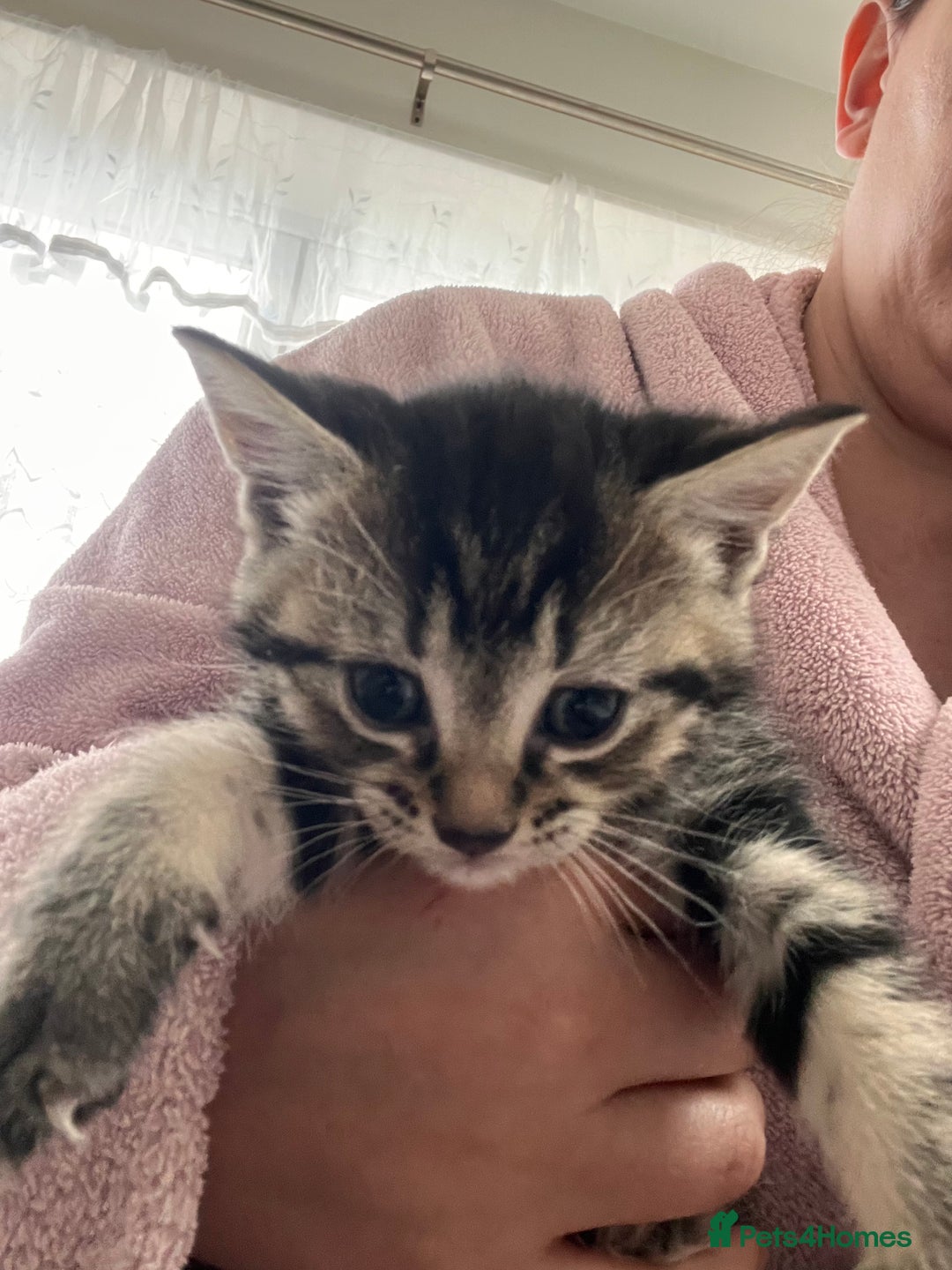 Mixed Breed cats for sale: Taby kitten available now or on  **   - Advert 11
