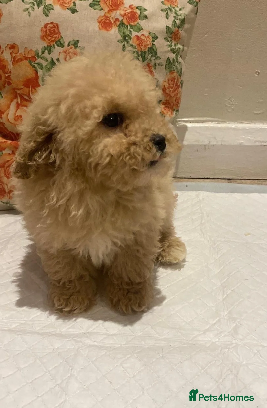 Cavapoo dogs for sale: F2 Cavapoo puppies available  - Advert 11