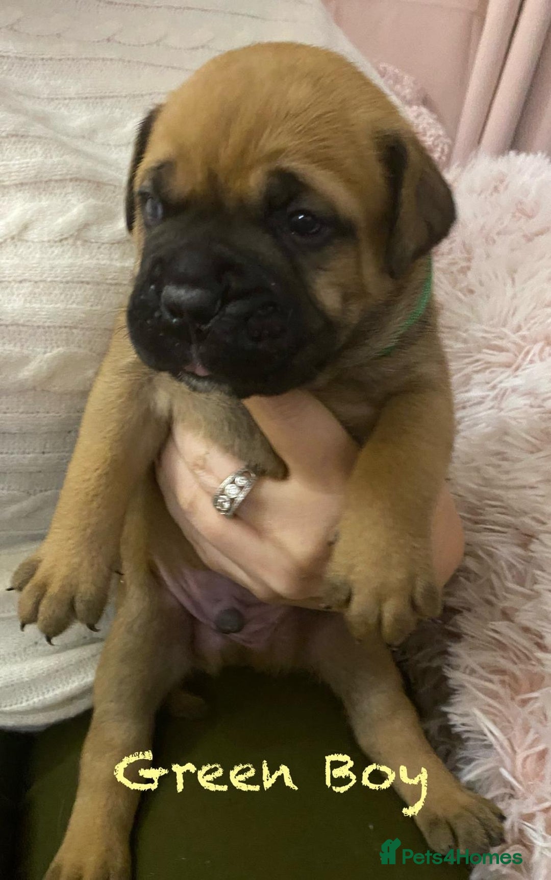 Bullmastiff dogs for sale: Beautiful litter of KC Reg bullmastiff puppies - Advert 21