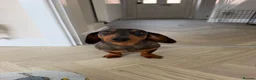 Miniature Dachshund dogs for sale: Miniature Dachshund 7 months old in Scarborough - Advert 2