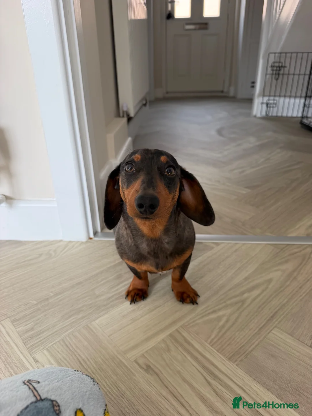Miniature Dachshund dogs for sale: Miniature Dachshund 7 months old in Scarborough - Advert 2