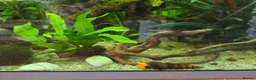 Other/Mixed Breed fish for sale: Full tank set up in Devizes - Advert 4