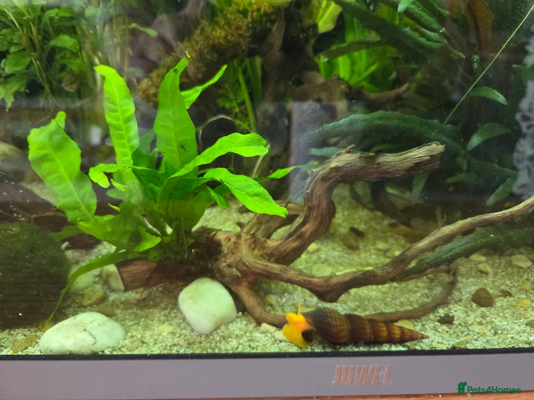 Other/Mixed Breed fish for sale: Full tank set up in Devizes - Advert 4