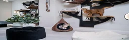 Abyssinian cats for sale: Super Cuddling Boy Champion Line 🏆 Silver Black - Advert 22