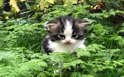 Mixed Breed cats for sale: Chamomile’s kittens - Image 9