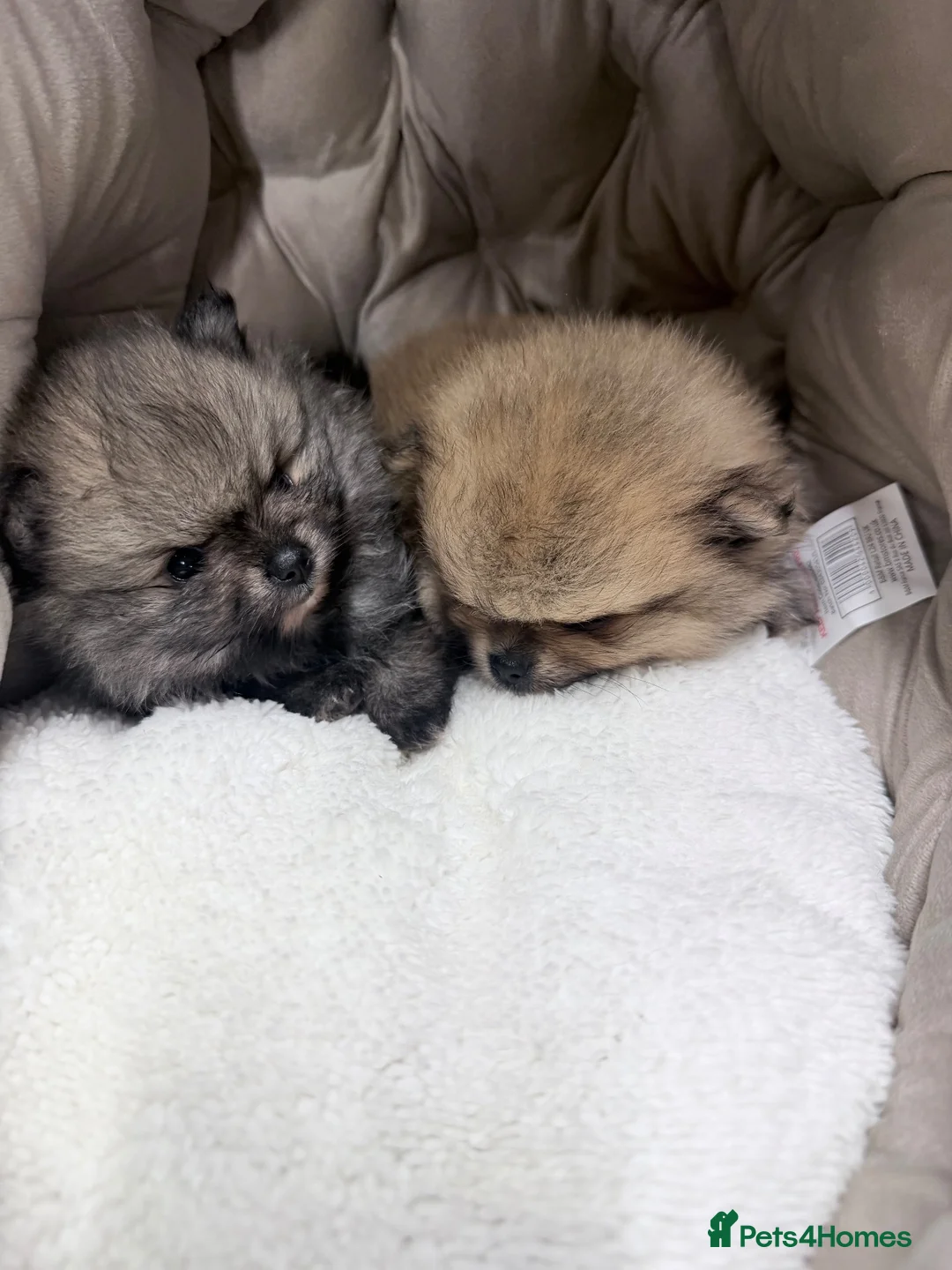 Pomeranian dogs for sale: 2 beautiful pomeranians  in Mexborough - Advert 2