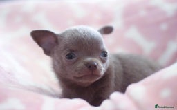 Chihuahua dogs for sale: Kc Registered Quality chihuahua puppies  - Image 2