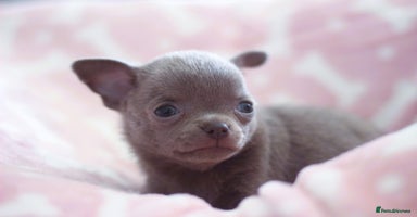Chihuahua dogs - Advert 14