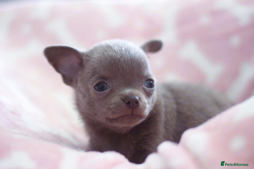 Chihuahua dogs for sale: Kc Registered Quality chihuahua puppies  - Image 2