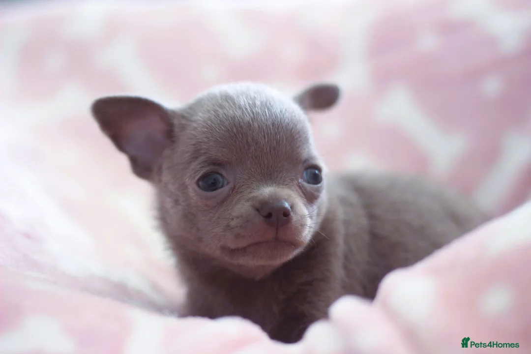 Chihuahua dogs for sale: Kc Registered Quality chihuahua puppies  - Advert 2