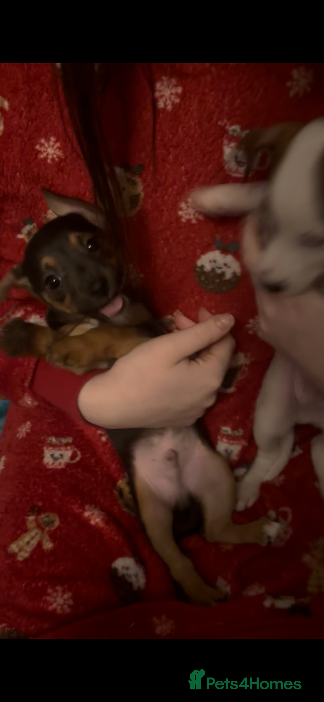 Jack Russell dogs for sale: Jack Russell’s  - Advert 14