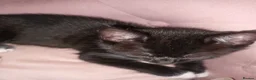Mixed Breed cats for sale: Kitten's  in Stockport - Advert 10