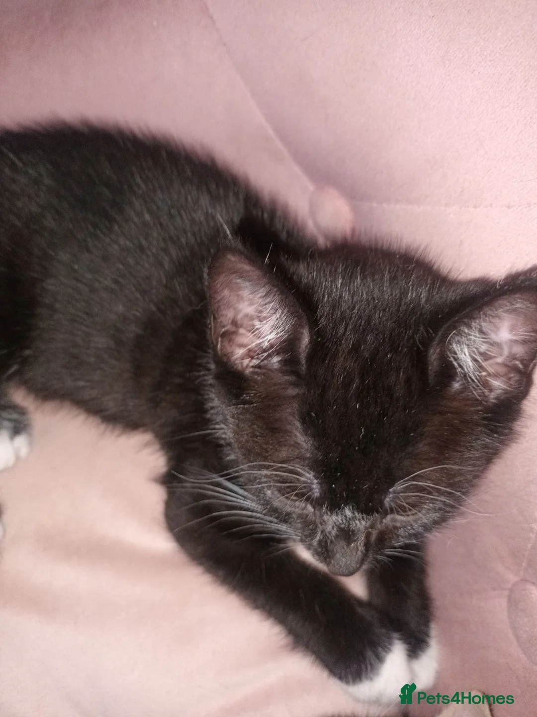 Mixed Breed cats for sale: Kitten's  in Stockport - Advert 10