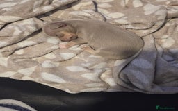 Chihuahua dogs for sale: Gorgeous Chihuahua Puppies Looking 4 Forever Homes - Image 20