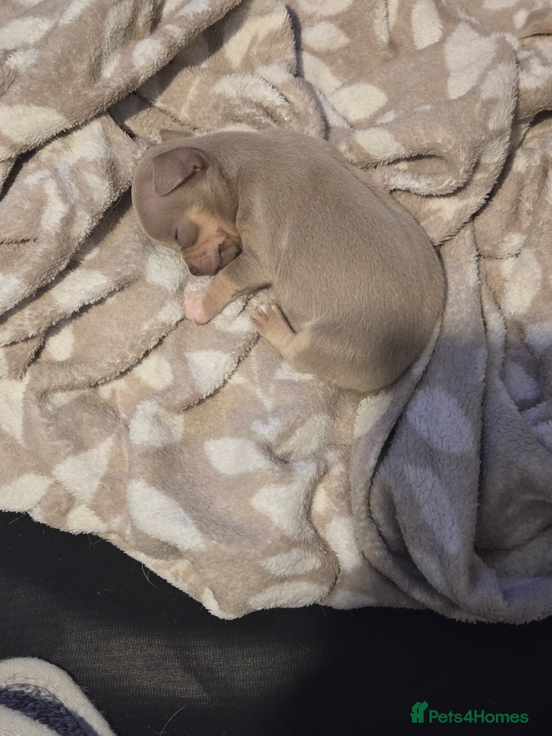 Chihuahua dogs for sale: Gorgeous Chihuahua Puppies Looking 4 Forever Homes - Image 20