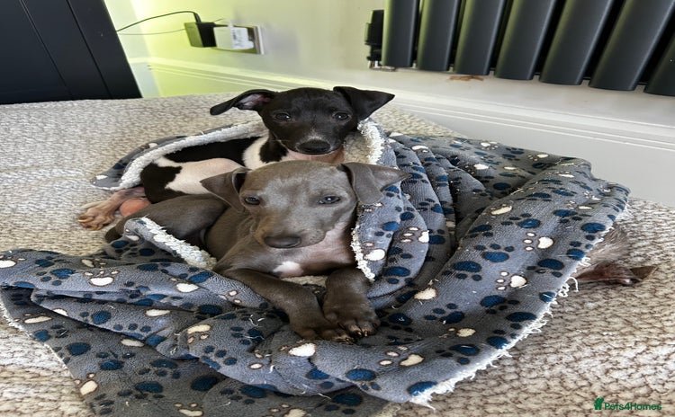 Italian Greyhound dogs - Advert 14