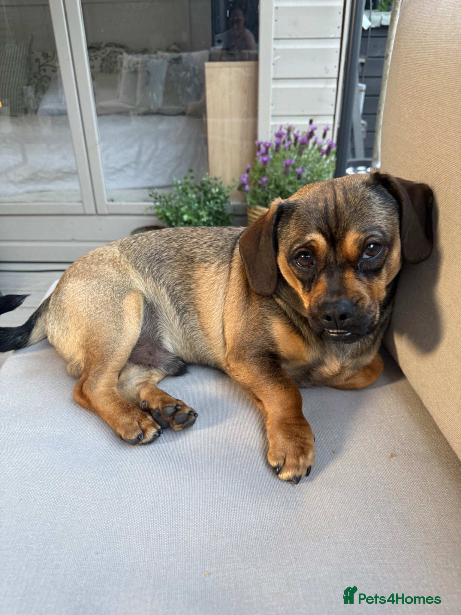 Mixed Breed dogs Pug x Dachshund 🤎🐾 - Advert 3