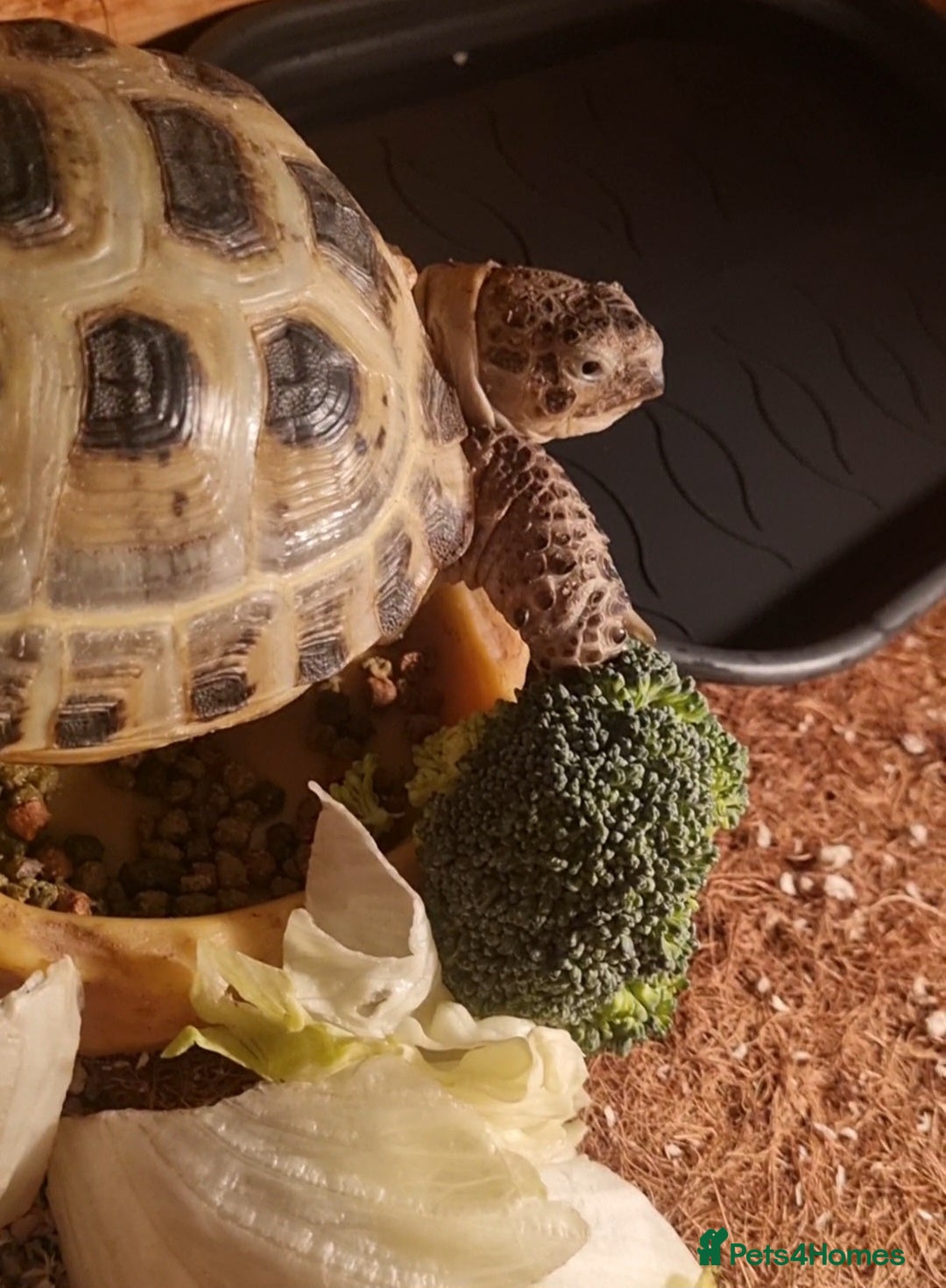 Tortoise reptiles for sale: Pet Tortoise  - Image 3