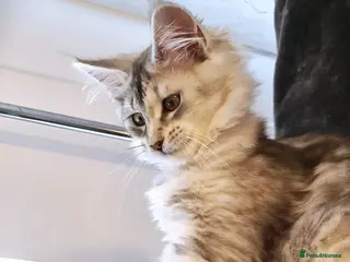 Maine Coon cats XL STUNNING PEDIGREE TICA REG MAINE COON KITTENS - Advert 1