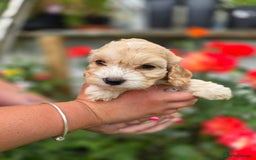Cockapoo dogs for sale: F1 working cockapoo puppies - Image 10