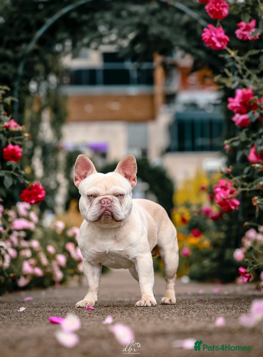 French Bulldog dogs for stud: Frenchie stud champion Flava  in Kings Langley - Advert 11