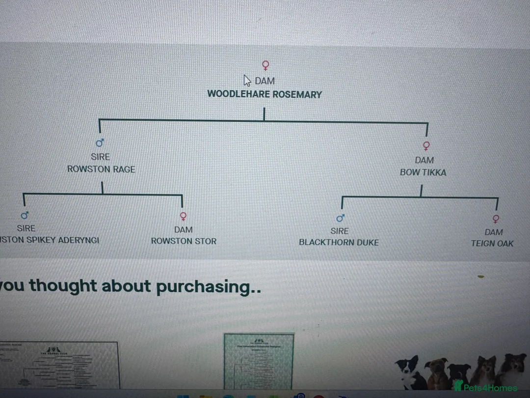 Cocker Spaniel dogs for sale: A gorgeous litter of WCS - Advert 5
