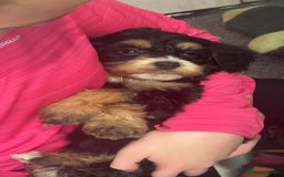 Cockapoo dogs for sale: 5 beautiful F1 cockerpoos  - Image 18