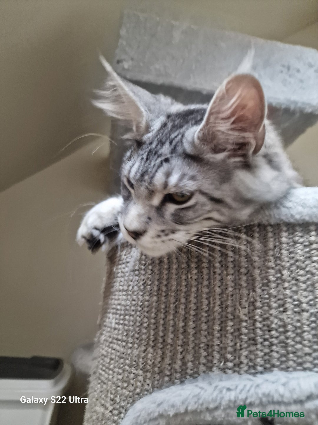 Maine Coon cats for sale: 🎀Pure maine coon female🎀 - Advert 9