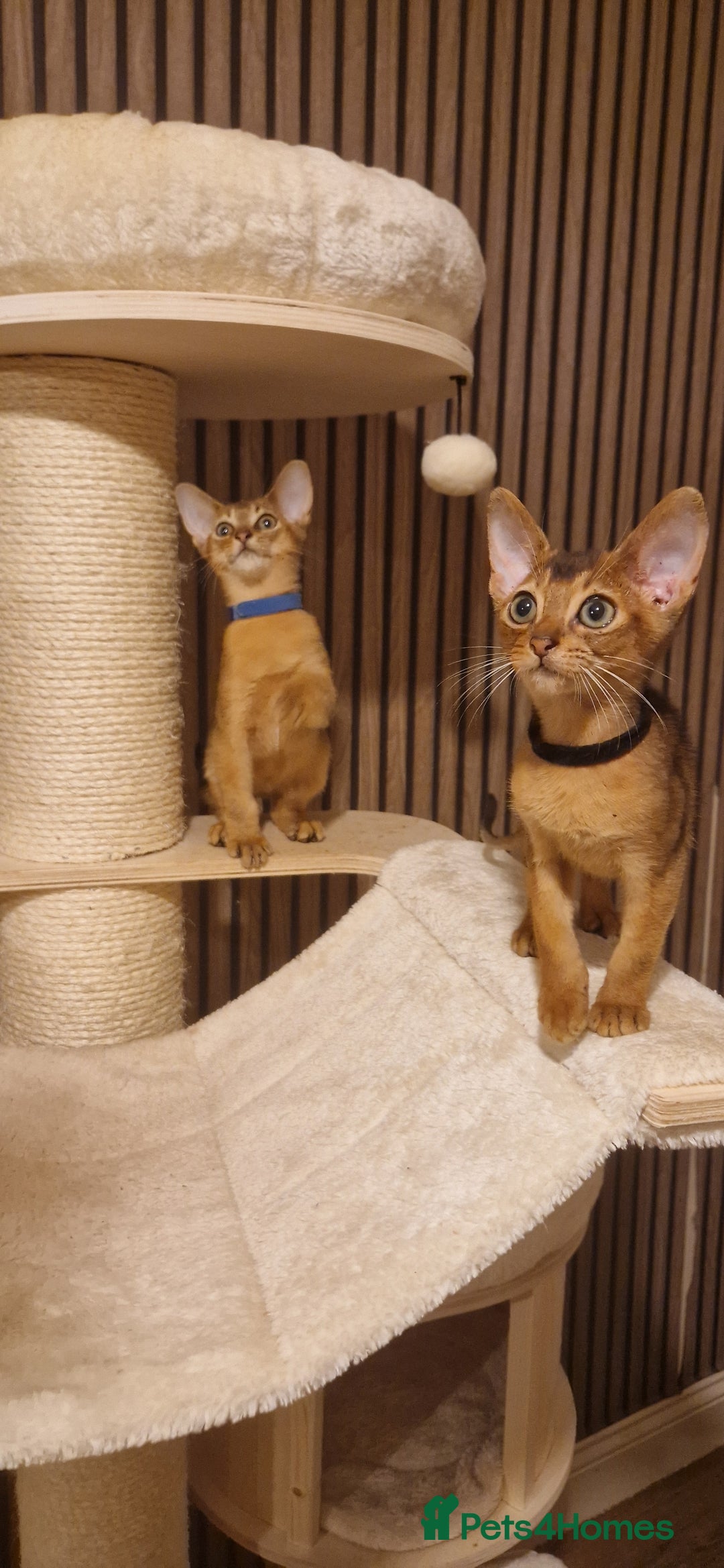 Abyssinian cats for sale: Pure Abyssian kittens ❤️ - Advert 10