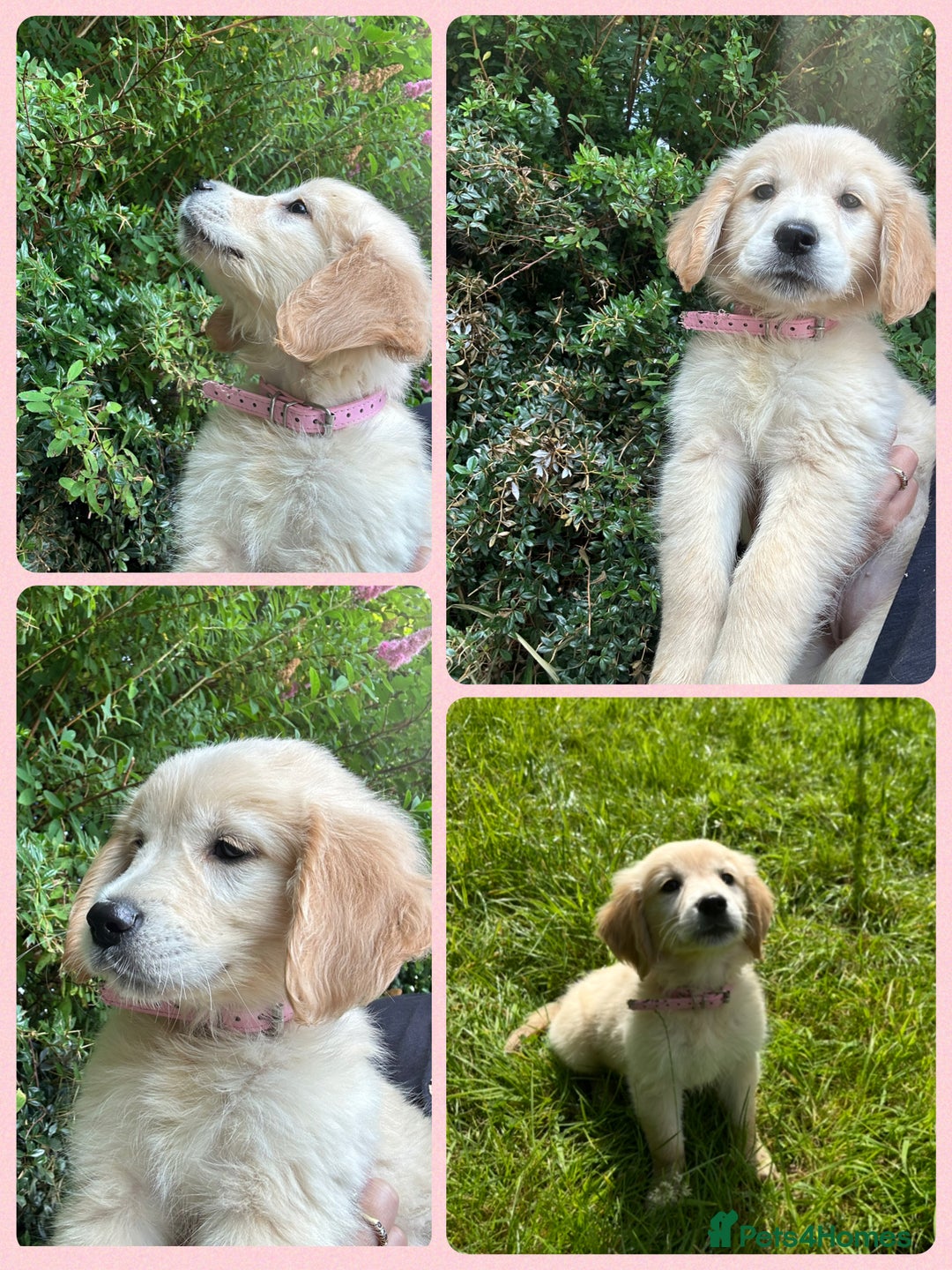 Golden Retriever dogs for sale: KC Registered Golden Retriever Puppies  - Image 9
