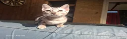 Bengal cats for sale:  Outstanding Bengal Kittens– 5★ Licensed Cattery - Advert 15
