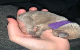 French Bulldog dogs for sale: French bulldog puppies for sale!!  - Image 18