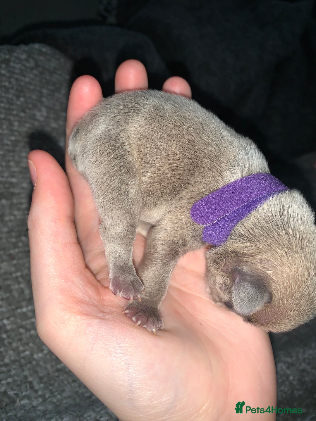 French Bulldog dogs for sale: French bulldog puppies for sale!!  - Image 18