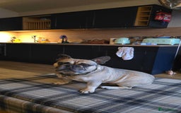 French Bulldog dogs for sale: Male french bulldog age 7 - Advert 2