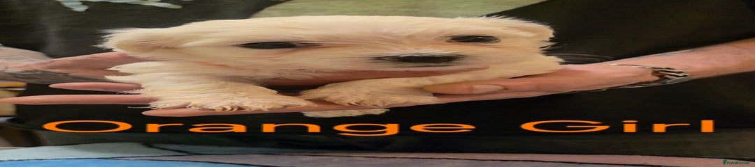 Little Girl in Orange 