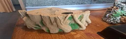 Corn Snake reptiles for sale: Corn snake with vivvarium in Ivybridge - Advert 5