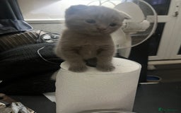 Scottish Fold cats for sale: Scottish fold kittens for sale  - Image 30