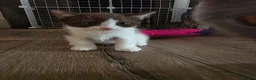 Mixed Breed cats for sale: Mixed race kittens in Uxbridge - Advert 7