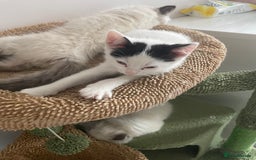 Mixed Breed cats for sale: Mixed  - Image 3