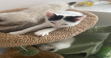 Mixed Breed cats - Advert 10