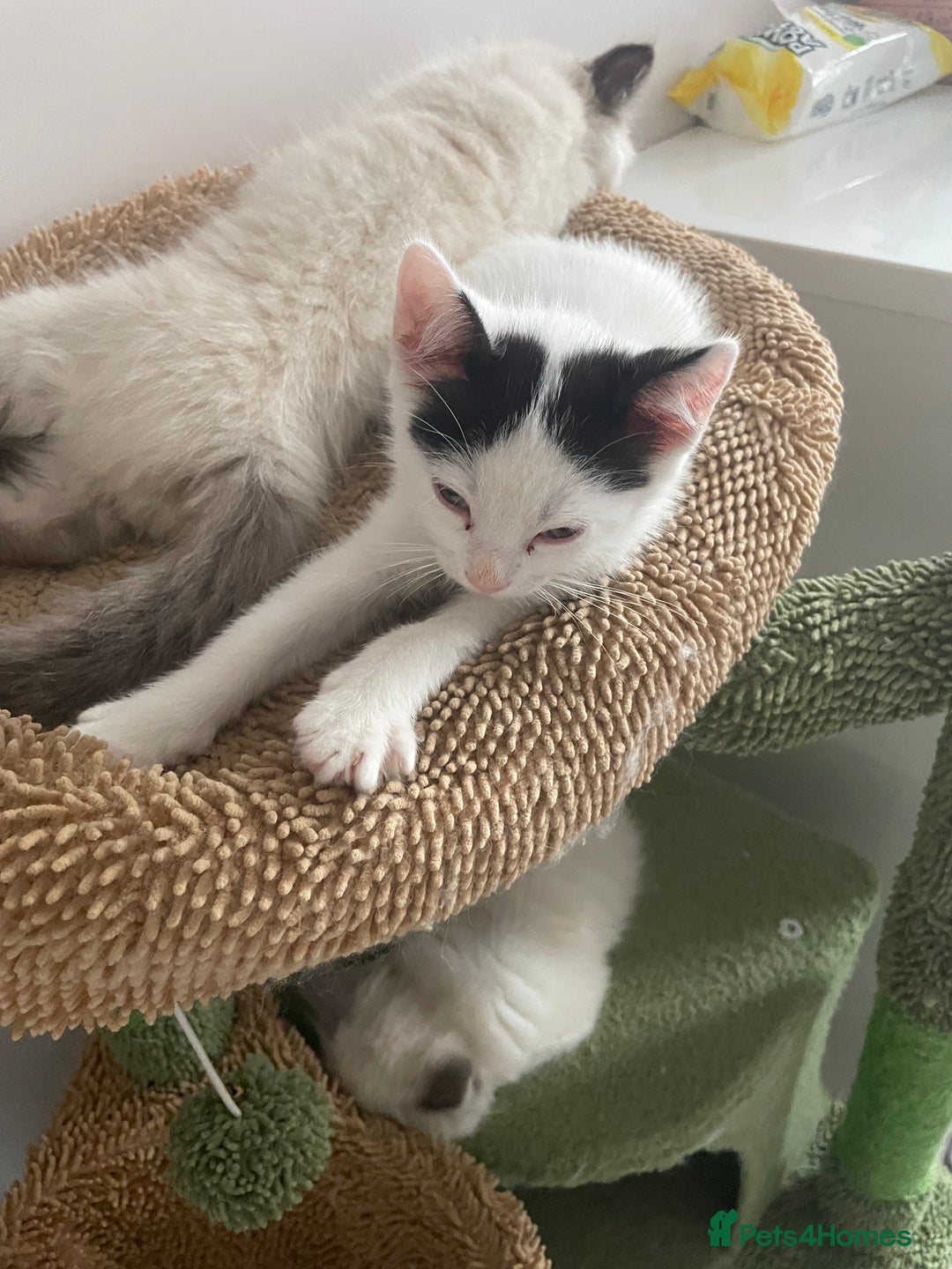 Mixed Breed cats for sale: Mixed  - Image 3