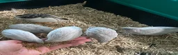 Quail poultry for sale: 5 Pairs of Adult Button Quail (pls read all info) - Advert 5